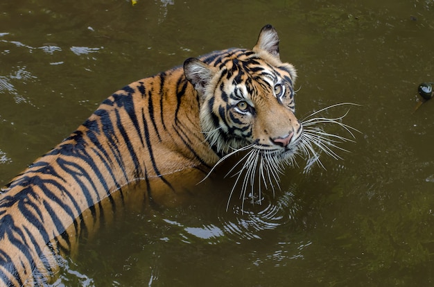 Tigre de Sumatrean nadando en el estanque