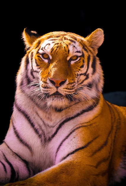 Foto un tigre te está mirando.