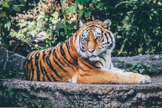 Tigre en el tronco del árbol