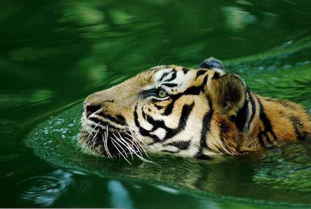 Tigre en el tronco del árbol