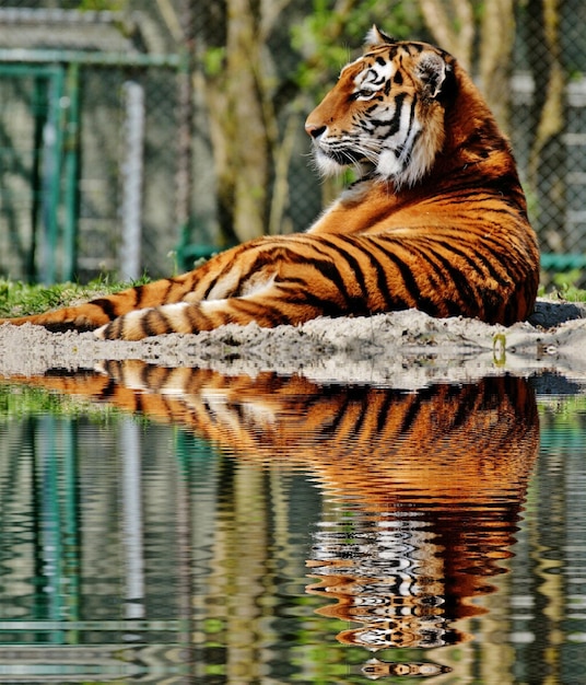 Tigre en el tronco del árbol