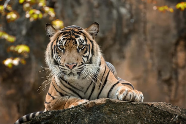 Tigre en el tronco del árbol