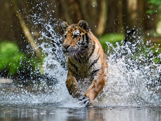 Foto tigre zangado.