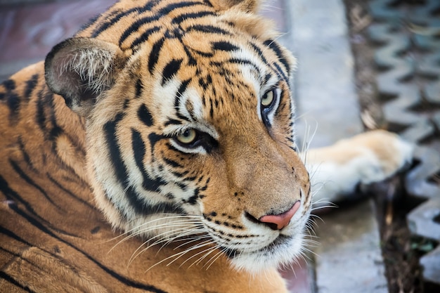 Tigre en el zoológico de Phuket en Tailandia