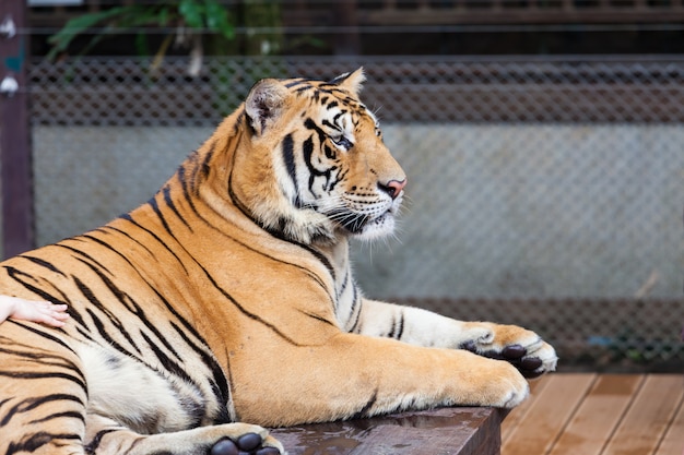 Tigre en el zoológico de Phuket en Tailandia