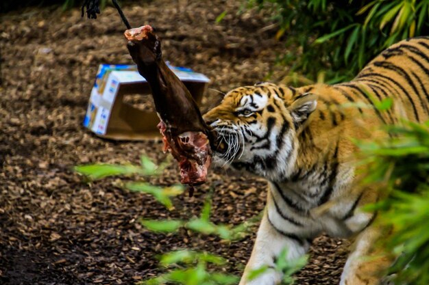 Foto tigre en el zoológico