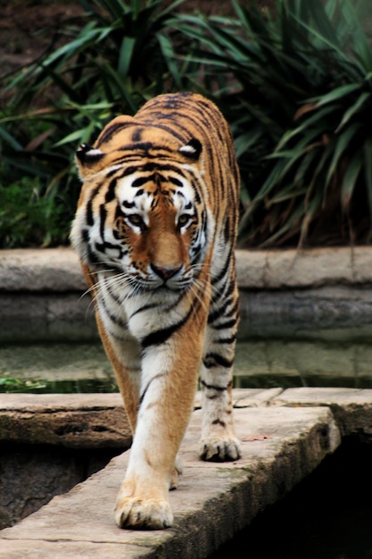 Foto tigre en un zoológico