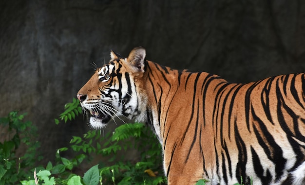 tigre en el zoológico