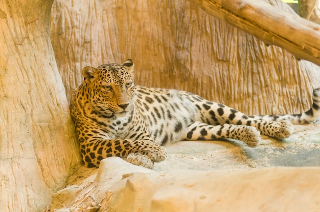 tigre en el zoológico