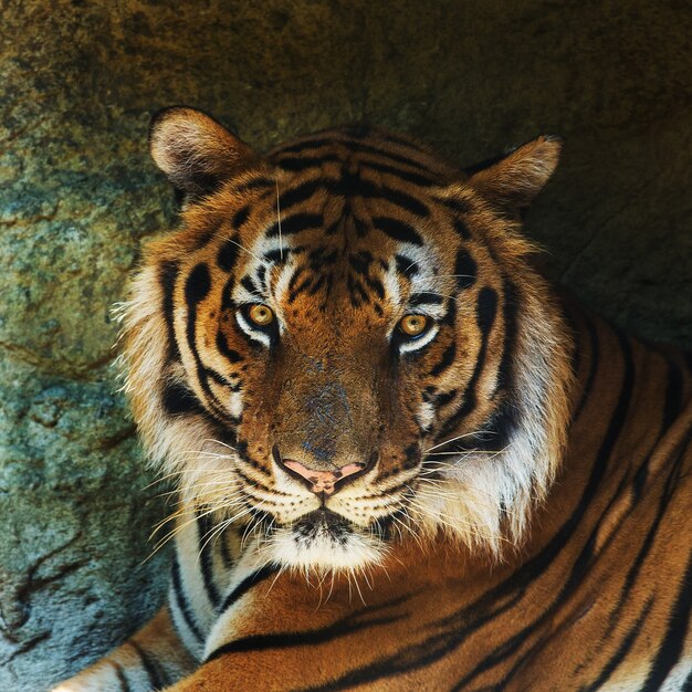 Tigre