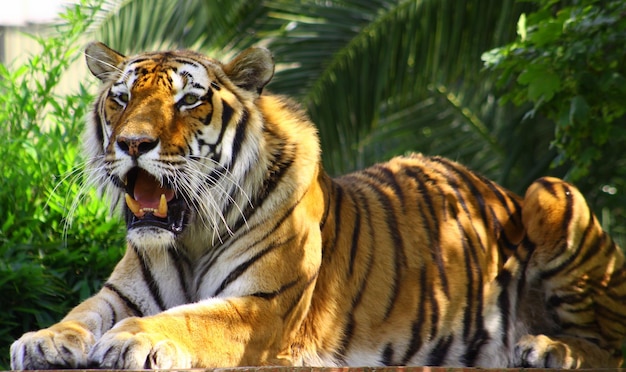 Tigre