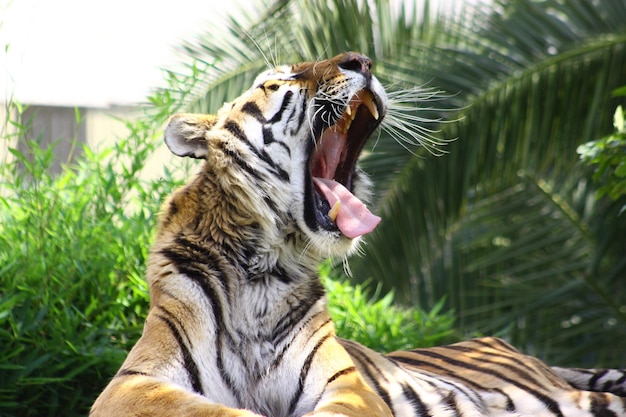 Tigre