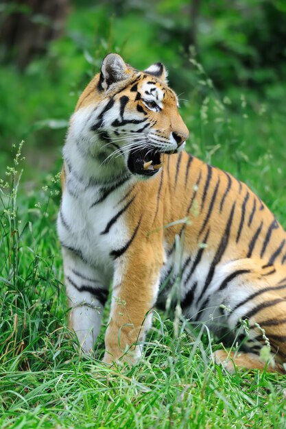 Tigres de amur em uma grama em um dia de verão