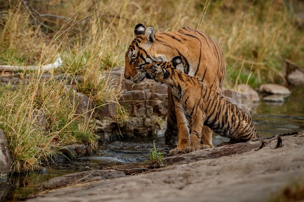 Tigres de bengala incríveis na natureza