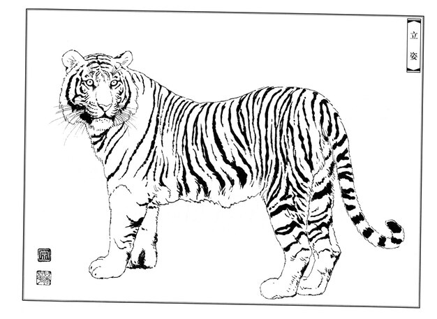 Tigres dibujados a mano