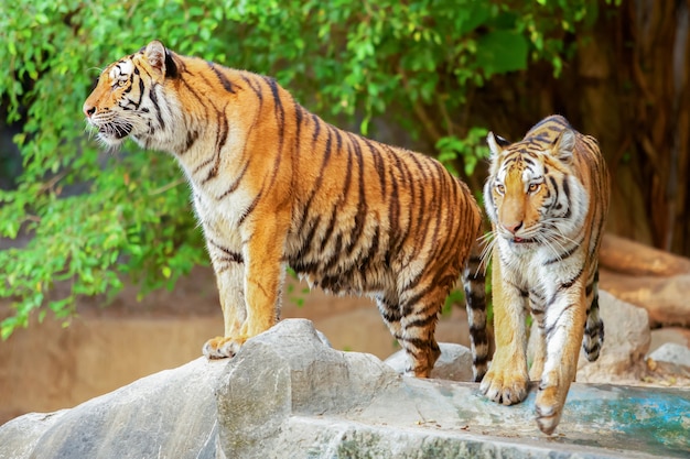 Los tigres están en la naturaleza del país.