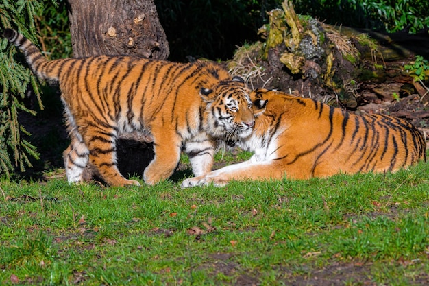 Tigres jogam e lutam Luta de reis Tigres lutando e exibindo agressividade