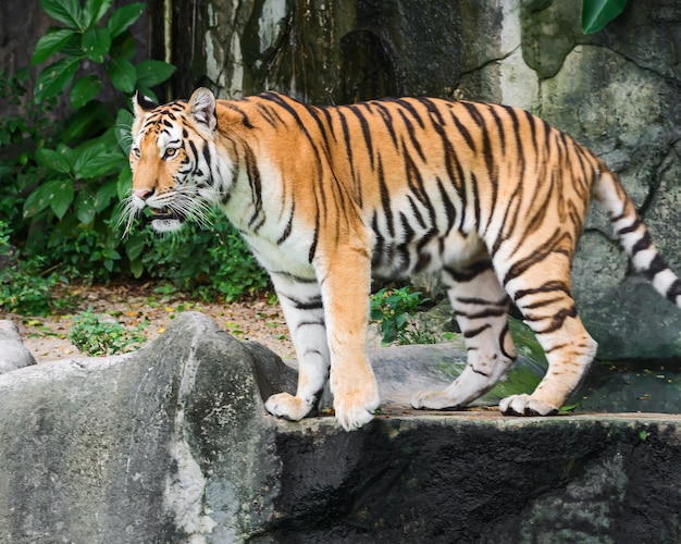 Los tigres jóvenes buscan presas.