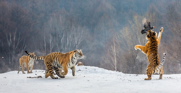 Tigres siberianos en un día de invierno