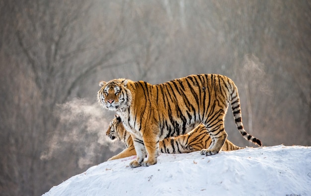 Tigres siberianos en un día de invierno