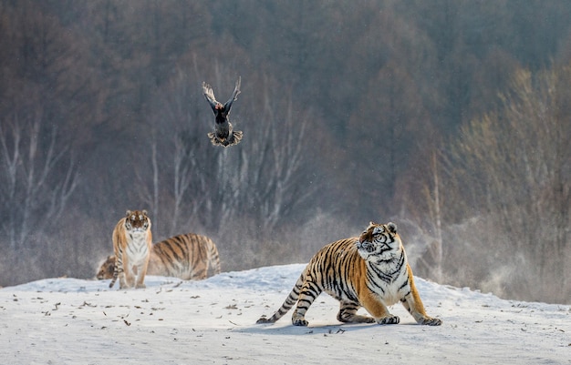 Tigres siberianos en un día de invierno