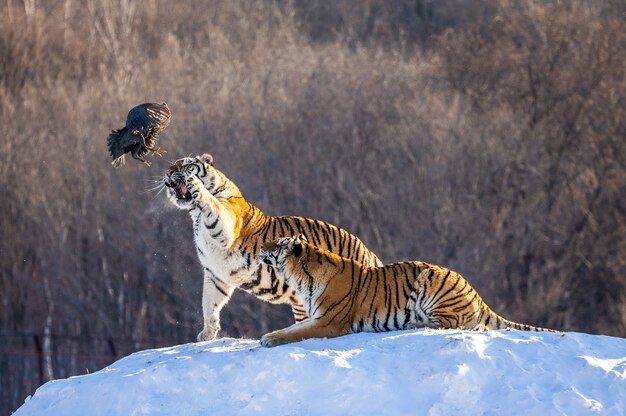 Los tigres siberianos se paran sobre una colina cubierta de nieve