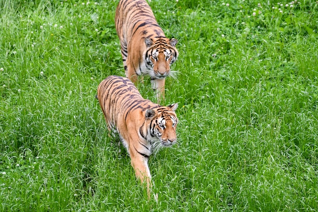 Foto tigres tranquilos tumbados en el campo