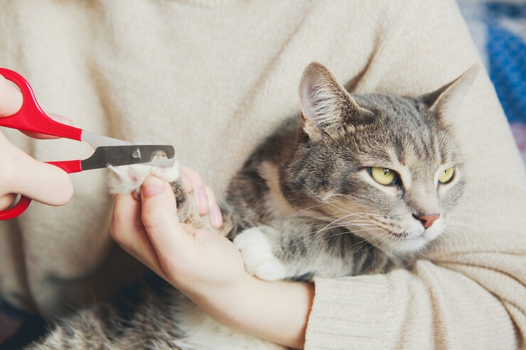 Tijeras cortando un gato gris