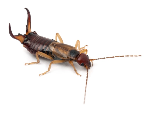 Foto tijereta común o tijereta europea, forficula auricularia contra el fondo blanco.