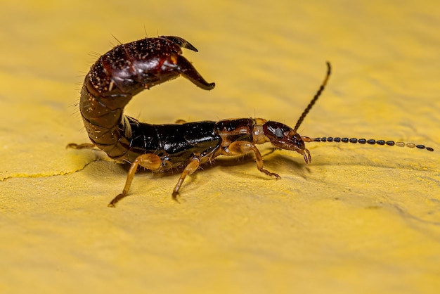 Tijereta común pequeña