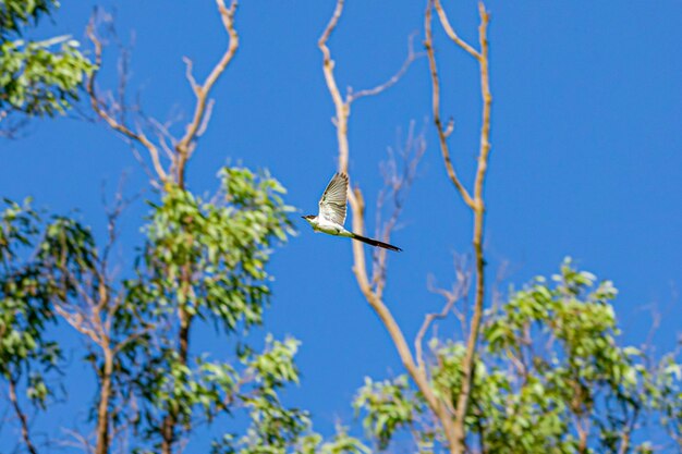 La tijereta voladora (Tyrannus savana), que mide aproximadamente 40 cm de largo, incluida la larga cola bifurcada, que mide unos 29 centímetros, se puede ver en gran parte de Brasil. Habita campos, restas.