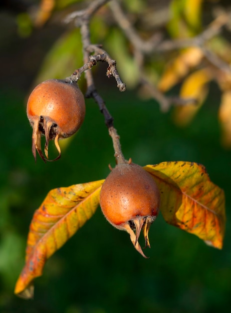 Útil Fruto Mespilus germanica Nespereira