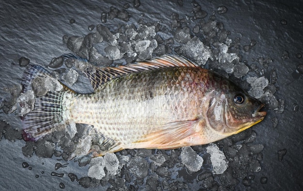 Tilápia com gelo em fundo escuro Peixe tilápia cru fresco da fazenda de tilápia