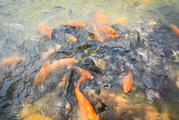 Tilápia de peixe carpa dourada laranja e peixe-gato comendo alimentos em lagoas de superfície de água em lagoas de superfície de água fazenda de peixes flutuando para respirar na água superior no lago perto do rio asiático