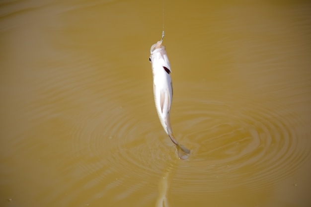 Tilapia é o nome comum dado a várias espécies de peixes ciclídeos de água doce