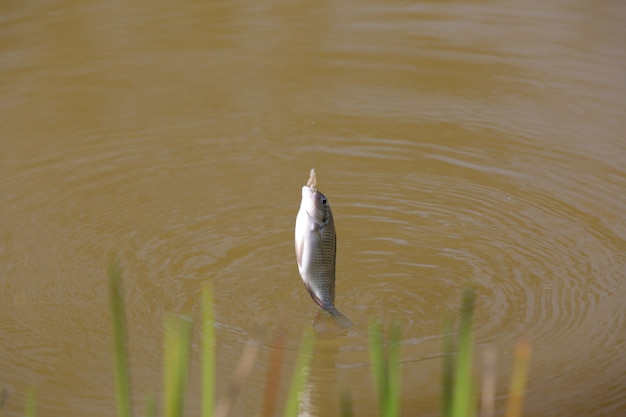 Tilapia é o nome comum dado a várias espécies de peixes ciclídeos de água doce