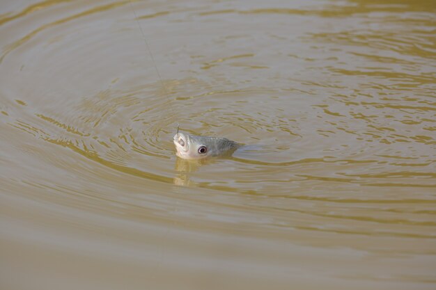 Tilapia é o nome comum dado a várias espécies de peixes ciclídeos de água doce