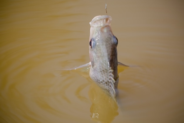 Tilapia é o nome comum dado a várias espécies de peixes ciclídeos de água doce