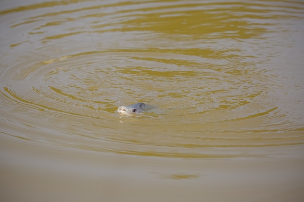 Foto tilapia es el nombre común que se le da a varias especies de peces cíclidos de agua dulce.