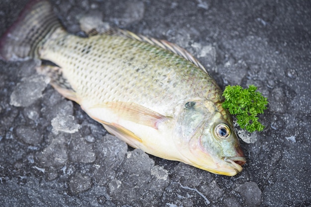 Tilapia Fisch Süßwasser zum Kochen von Speisen, Frischer roher Tilapia vom Bauernhof, Frischer Fisch Draufsicht Fresh