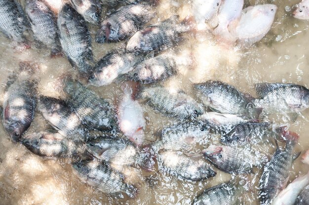 Tilapia fresca y tilapia roja en el agua Pescos de granja en la cría de peces en jaula en Tailandia