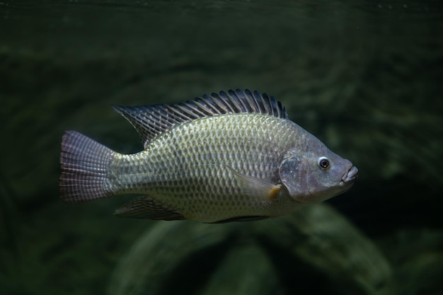 Tilapia im Tank mit unscharfem Hintergrund