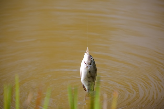 Tilapia ist der gebräuchliche Name für mehrere Arten von Süßwasserbuntbarschen