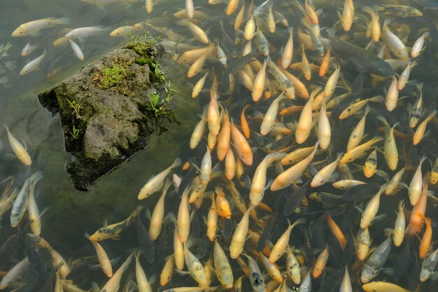 Foto tilápia nadando em um lago com água clara laranja e peixes selvagens amarelos