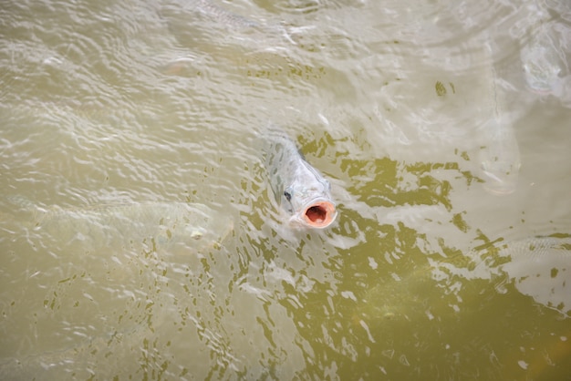 Tilapia nadando en la superficie del río fresh