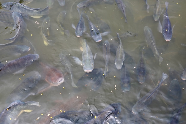 Tilapia peces nadando en un estanque