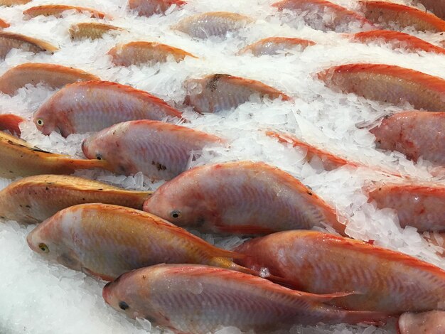 Foto tilapia roja cruda congelada en el bazar del mercado los peces se capturan y se exhiben en un fondo de hielo fresco