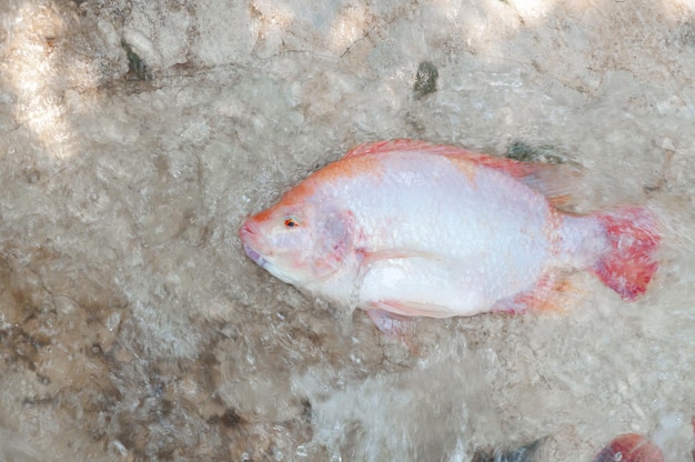 tilapia roja fresca en granja de agua, pescado en la jaula, piscicultura en Tailandia