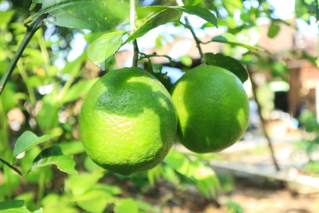 Tília, com, frutas, closeup