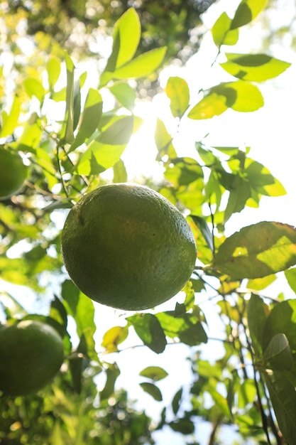 Tília, com, frutas, closeup